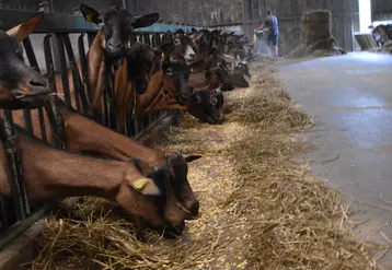 chèvrerie, chèvres Alpines mangeant leur ration de foin et concentré,