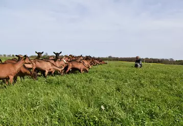 Chèvres alpines au pâturage dans prairie