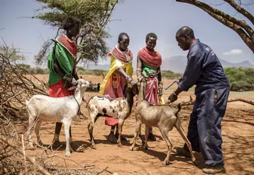 Vaccination des chèvres au Kenya