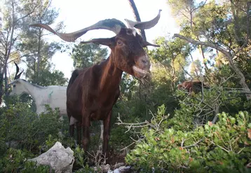 Chèvre du Rove pâturant la broussaille dans les Bouches-du-Rhône