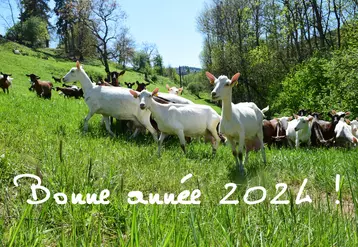 Chèvre Saanen en Ardèche et inscription bonne année 2024