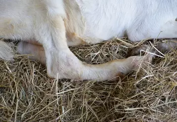 Chèvre à gros genoux (CAEV)