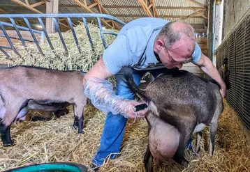 Grégory Gilbert, éleveur dans la Sarthe, aide une chèvre à mettre bas.