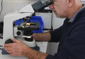 Vétérinaire réalisant une coprologie au microscope 