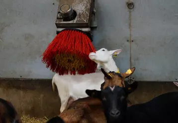 Chèvre et brosse 