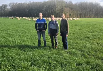 Trois éleveurs dans une prairie devant des moutons