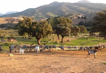 Chèvres en Espagne