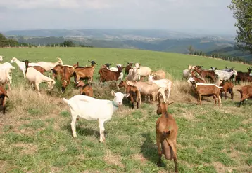 Chèvres en occitanie