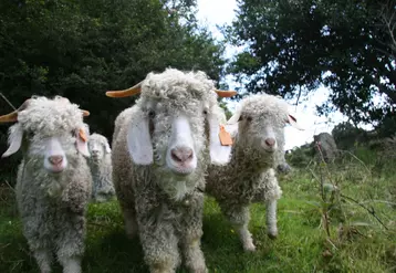 Chèvres angoras dans la Manche