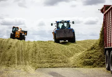 Tassage du silo d'ensilage