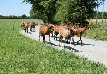 Chèvres revenant du pâturage