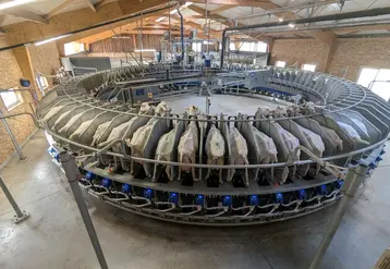 <em class="placeholder">Salle de traite avec le roto 2RO de SAC</em>