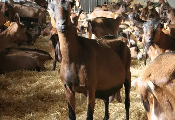 Chèvre alpine en bâtiment en Aveyron