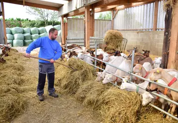 Une personne distribue du foin aux chèvres