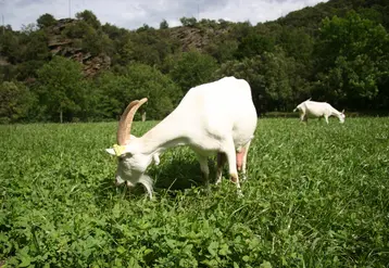 Chèvre saanen au pâturage en Lozère 