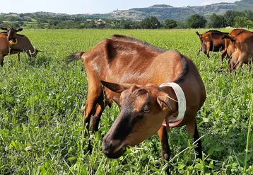 Chèvre au pâturage dans de la chicorée