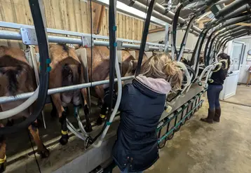 Traite des chèvres dans la Sarthe