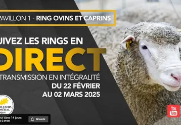 Suivez le ring ovin-caprin en direct !