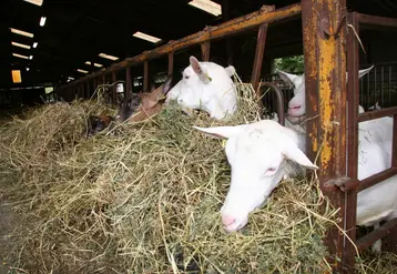 <em class="placeholder">Chèvres à l&#039;auge avec du foin</em>