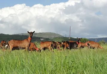 <em class="placeholder">Chèvres du Pradel au pâturage en mars</em>