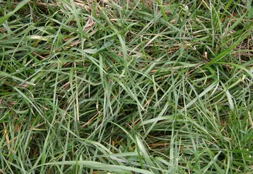 Herbe de mars
