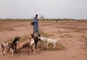 <em class="placeholder">Abdou Salam Tandia au milieu des chèvres en Mauritanie</em>
