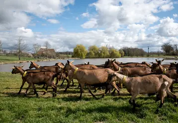 <em class="placeholder">Des chèvres à Rians en mars 2021</em>