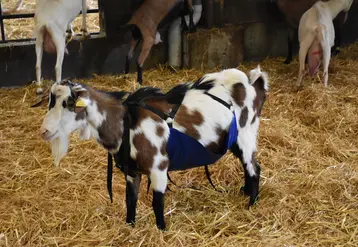 <em class="placeholder">un bouc avec un tablier</em>