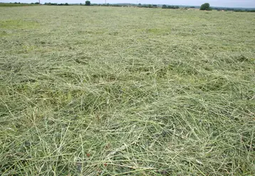 Herbe fauchée en juin 
