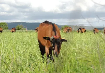 <em class="placeholder">Chèvre au pâturage en Ardèche </em>