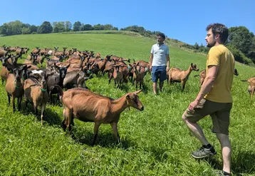 <em class="placeholder">Édouard Guyot et Benoît Chazelle au milieu de leurs chèvres alpines au pâturage dans le Rhône</em>