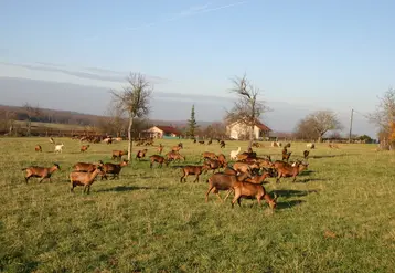 <em class="placeholder">chèvres au pâturage</em>
