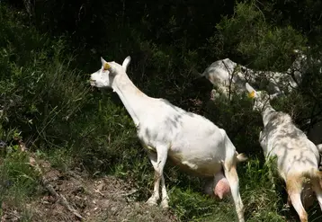 <em class="placeholder">Chèvre saanen à la lisière d&#039;une forêt</em>