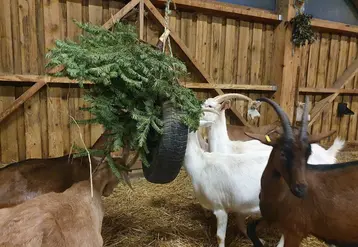 <em class="placeholder">Les chèvres mangent un sapin suspendu dans la chèvrerie.</em>
