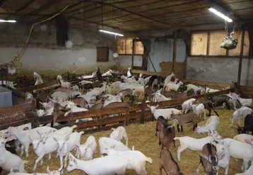 <em class="placeholder">Engraissement des chevreaux</em>