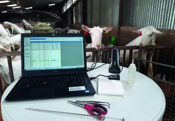 Chantier d'insémination caprine