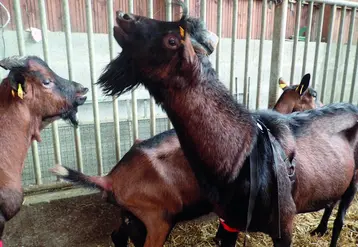 Bouc équipé de tablier