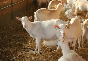 <em class="placeholder">Chevrettes saanen</em>