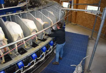 Traite des chèvres saanen avec une salle de traite rotative