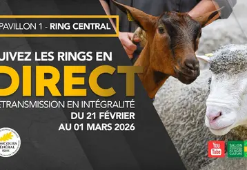 Suivez les rings en direct