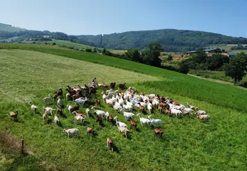 <em class="placeholder">Troupeau de chèvres vu de drone</em>