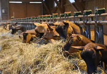 <em class="placeholder">Chèvres alpines à la ta table d'alimentation</em>