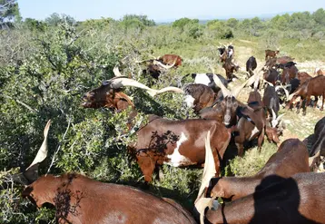 Chèvres du Rove en Paca