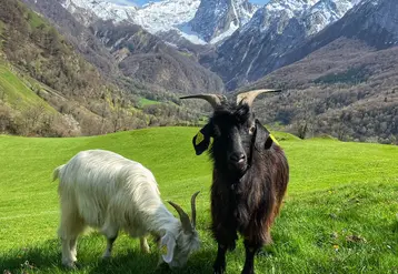 Deux chèvres de race Pyrénéenne