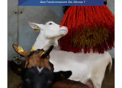 Améliorer le bien-être des chèvres via l’aménagement des bâtiments