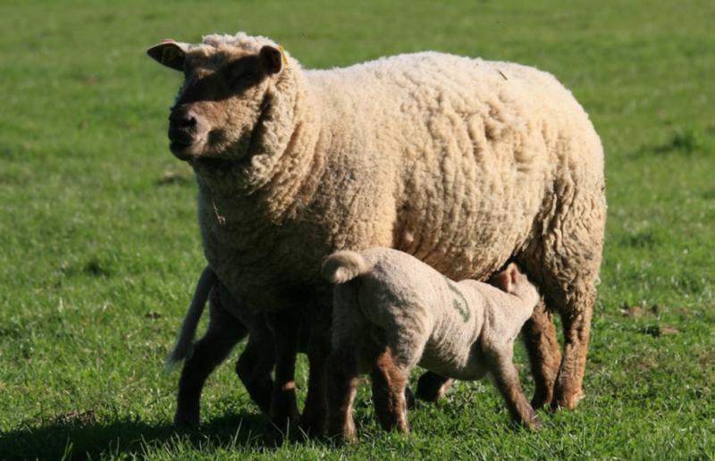 PEAU DE MOUTON Braun 2. Choix Véritable Mérinos Fourrure Tapis Déco