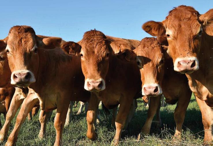 46 % des bovins allaitants sont détenus par des exploitants âgés de plus de 55 ans