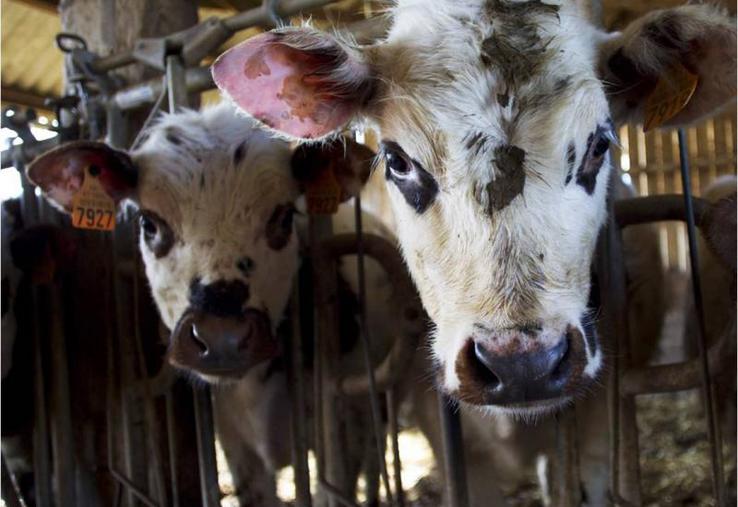 L'évaluation du bien-être animal est basé sur les cinq
libertés fondamentales : faim et soif, douleur, inconfort, peur.