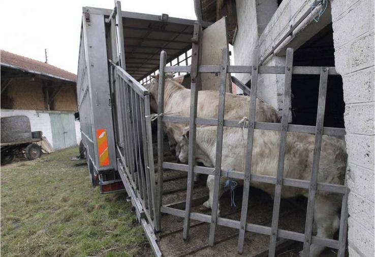 Les éleveurs à 70 kilomètres alentour de l’abattoir pourront amener leurs animaux.