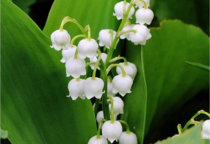 La vente du muguet par les grandes surfaces et les commerces dits « essentiels » est remis en cause par les fleuristes